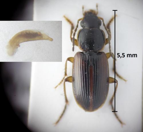Stenolophus mixtus